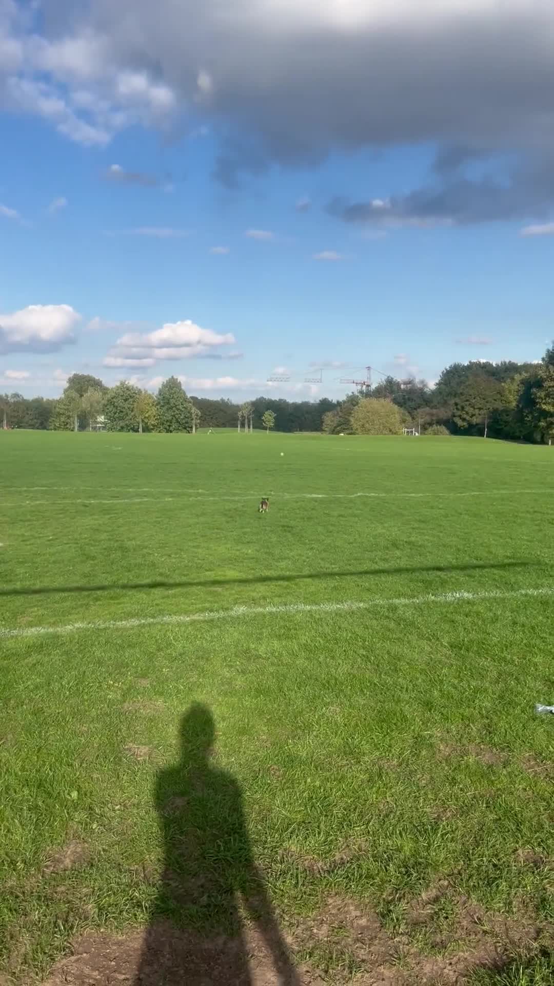 Mixed Breed dogs for sale: Beautiful Girl Bambi - Video 3