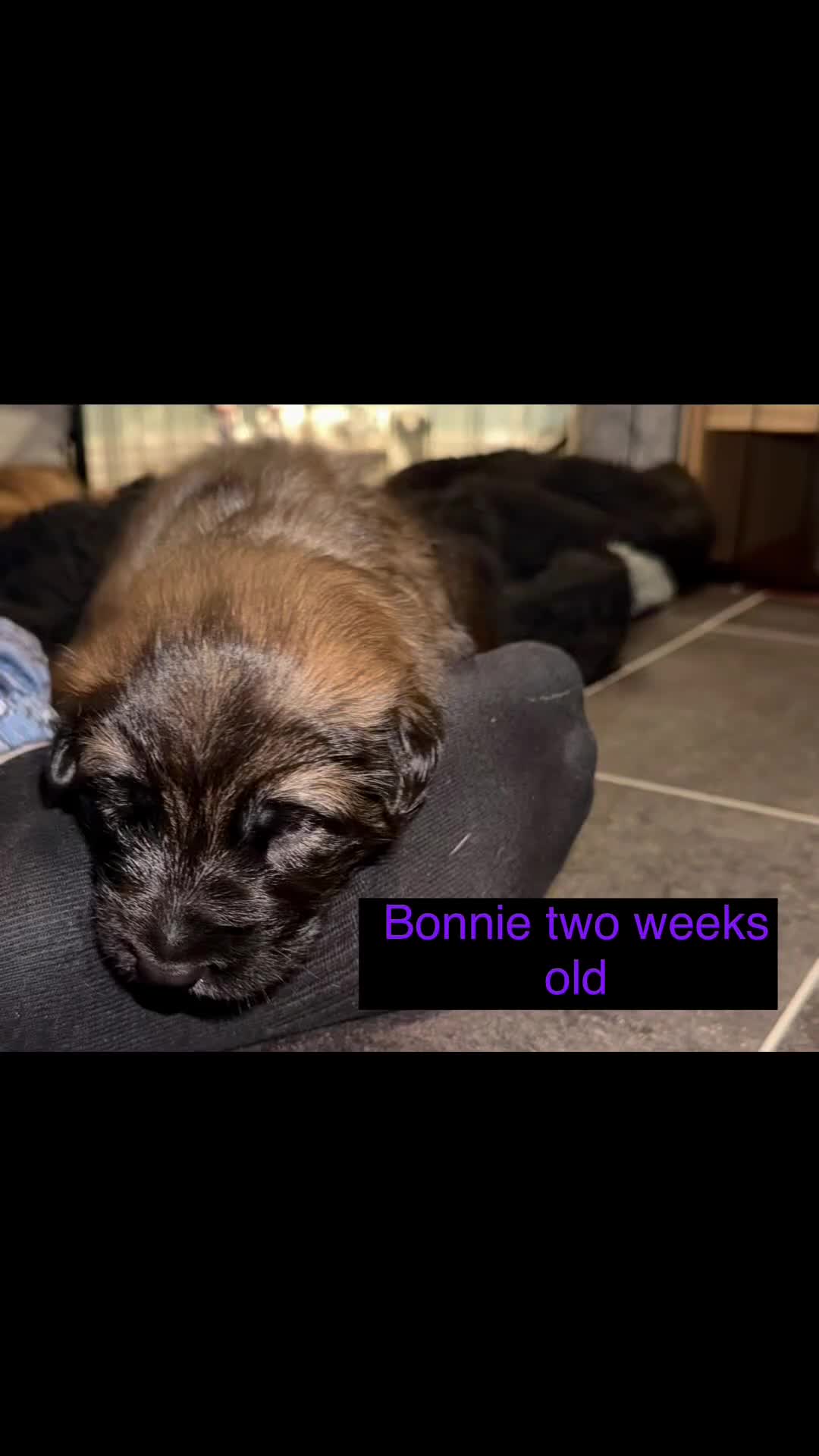 German Shepherd dogs for sale: 🐶🐶German Shepherd Puppies🐶🐶 - Video 1