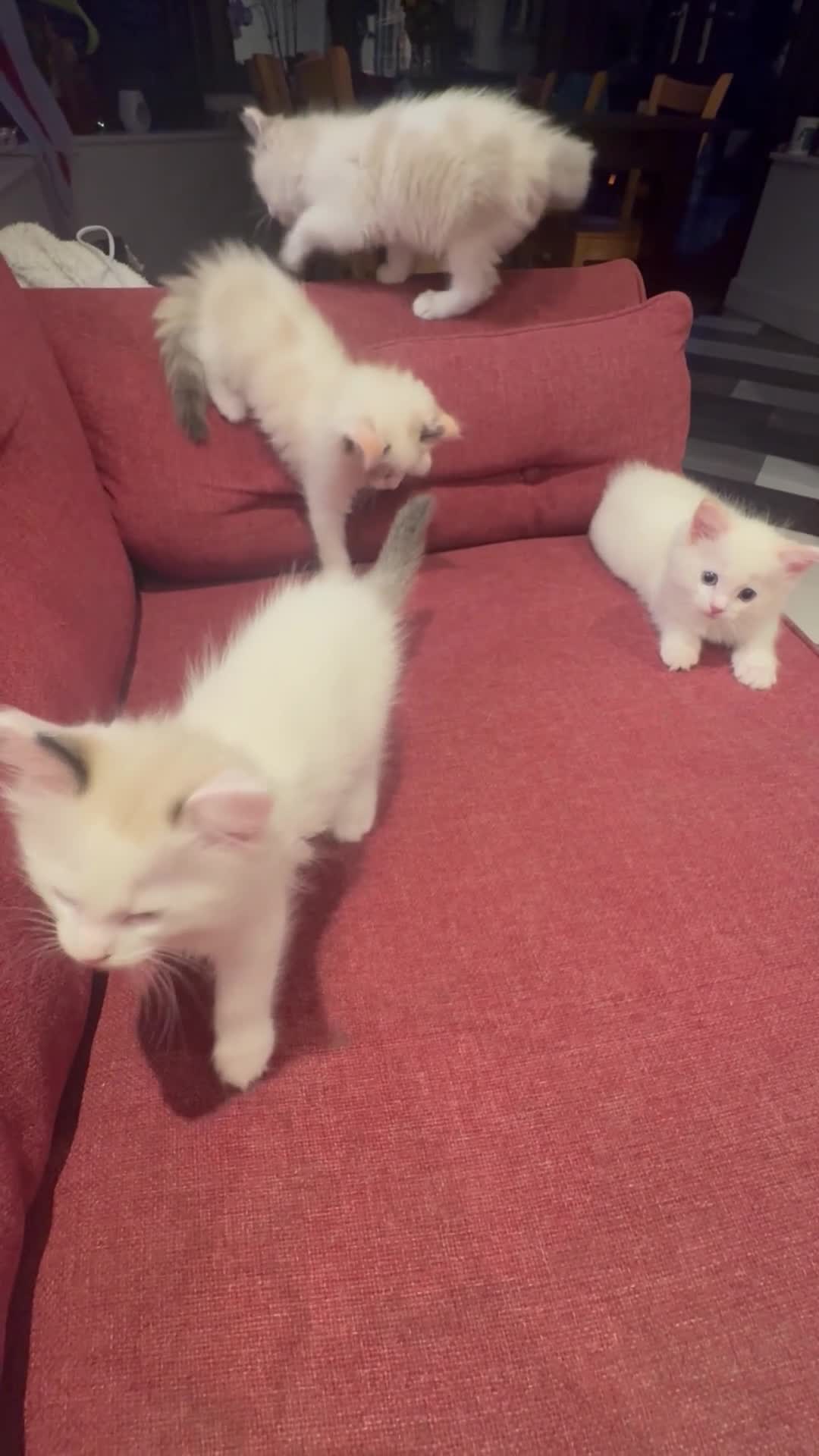 Ragdoll cats for sale: REDUCED Needing her forever home Ragdoll Kitten - Video 1