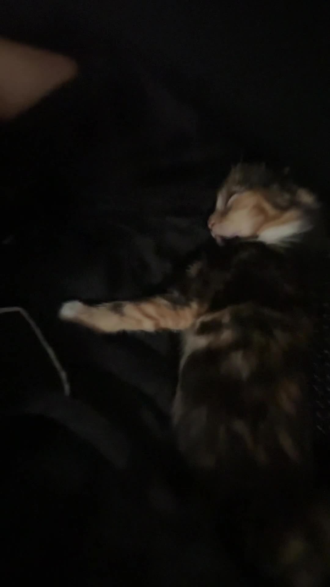 Mixed Breed cats for sale: Cute kittens  - Video 2