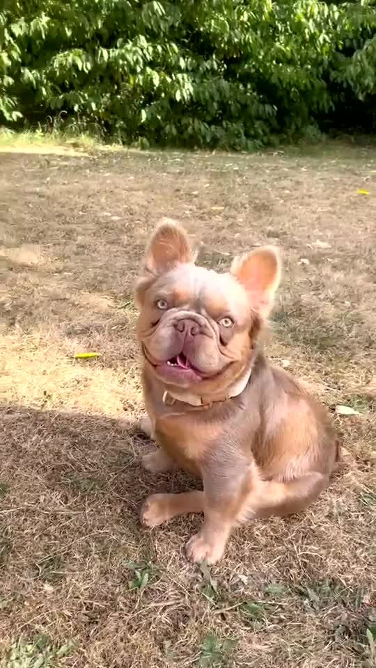 French Bulldog dogs for stud: KING KALI 👑 Fluffy French Bulldog stud - Video 2
