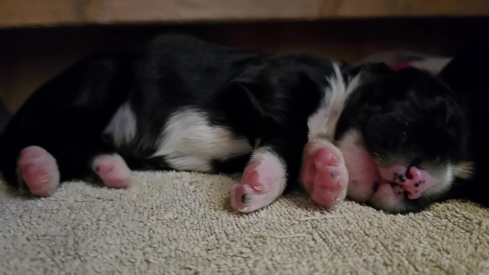 Mixed Breed dogs for sale: Sprocker puppies ready 10th Jan - Video 1