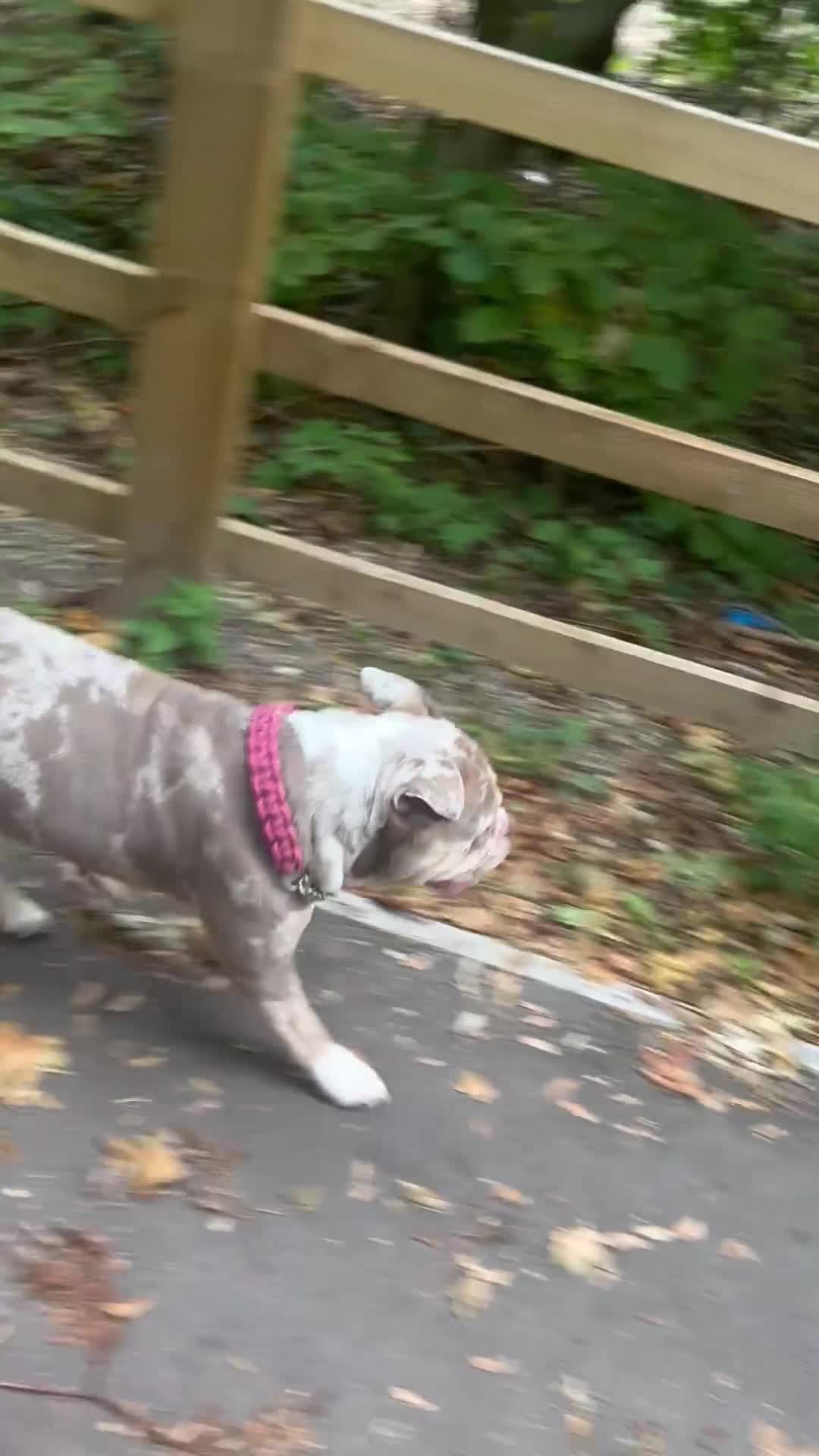 Old Tyme Bulldog dogs for sale: Female old Tyme bulldog  in Royston - Video 2