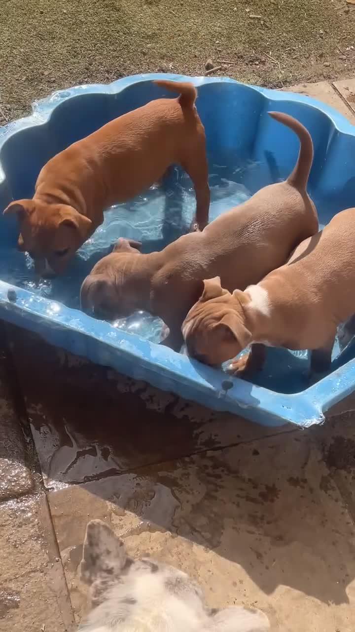 Staffordshire Bull Terrier dogs for sale: 🐾 STAFFORDSHIRE BULL TERRIER PUPPIES - Video 1