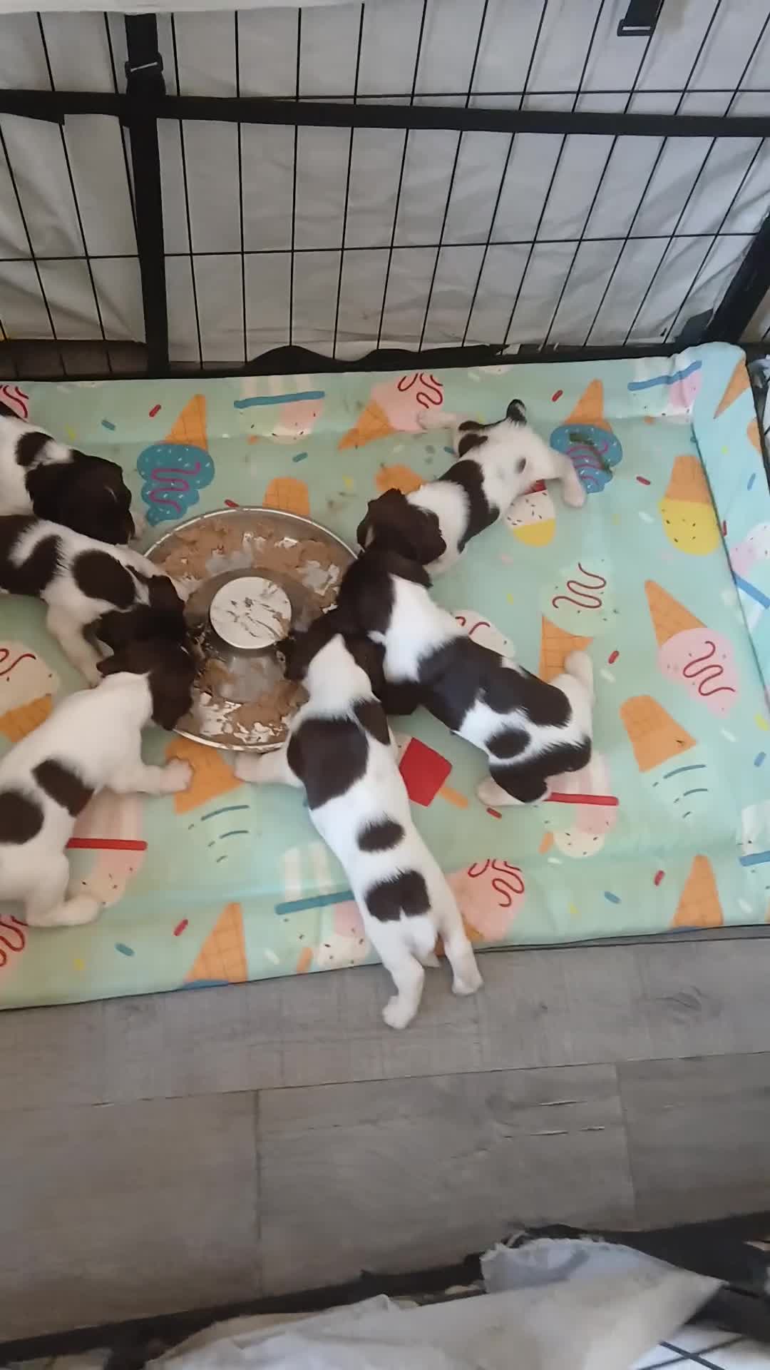 English Springer Spaniel dogs for sale: Springer spaniel - Video 2