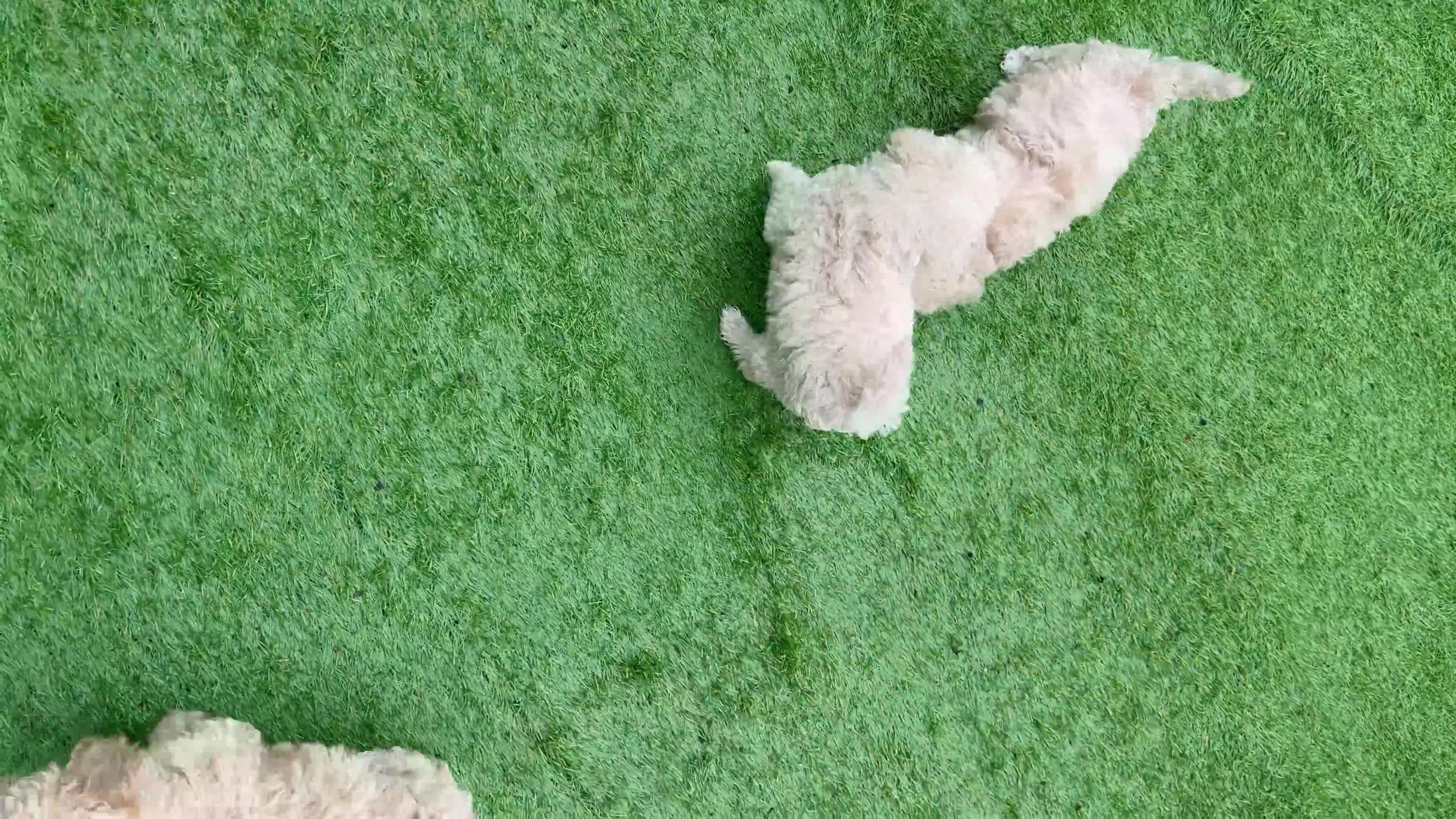 Toy Poodle dogs for sale: 5 gorgeous toy poodles - Video 1