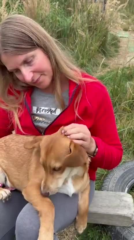 Mixed Breed dogs for adoption: 💙PRINCE💙 7 mo old affectionate small puppy boy in Coventry - Video 1