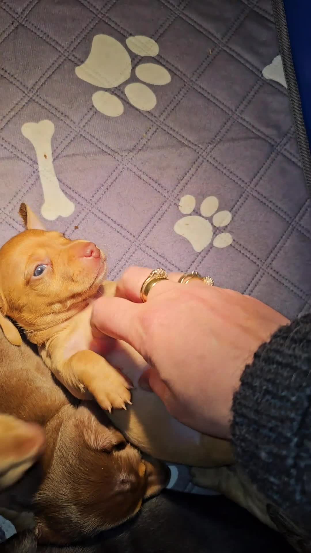 Dachshund dogs for sale: Dachshund puppies - Video 1