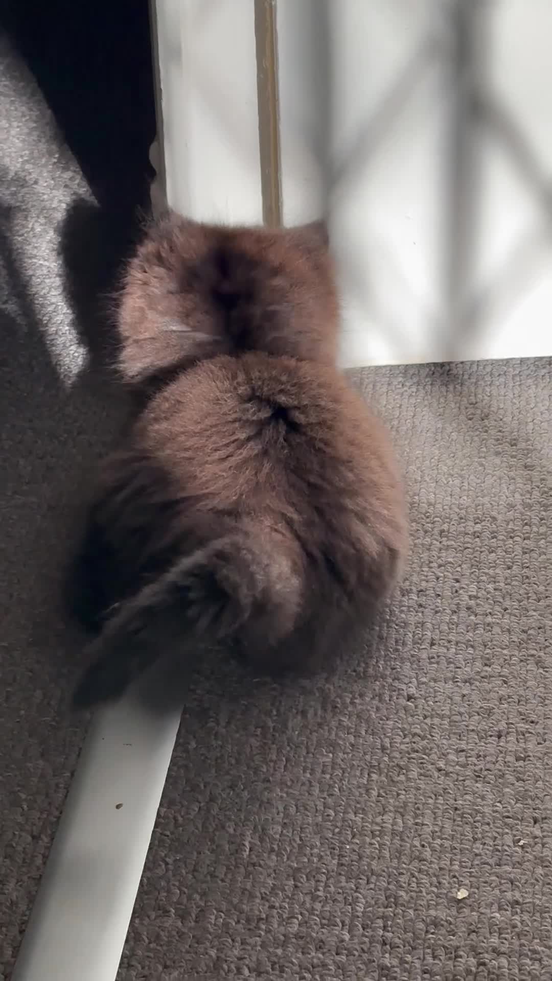 Mixed Breed cats for sale: Siberian x Ragdoll Kitten  - Video 5