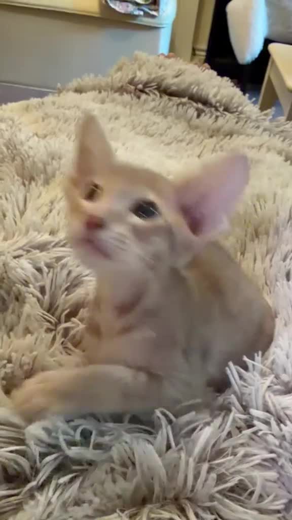 Oriental cats for sale: GCCF Oriental Kittens  - Video 2