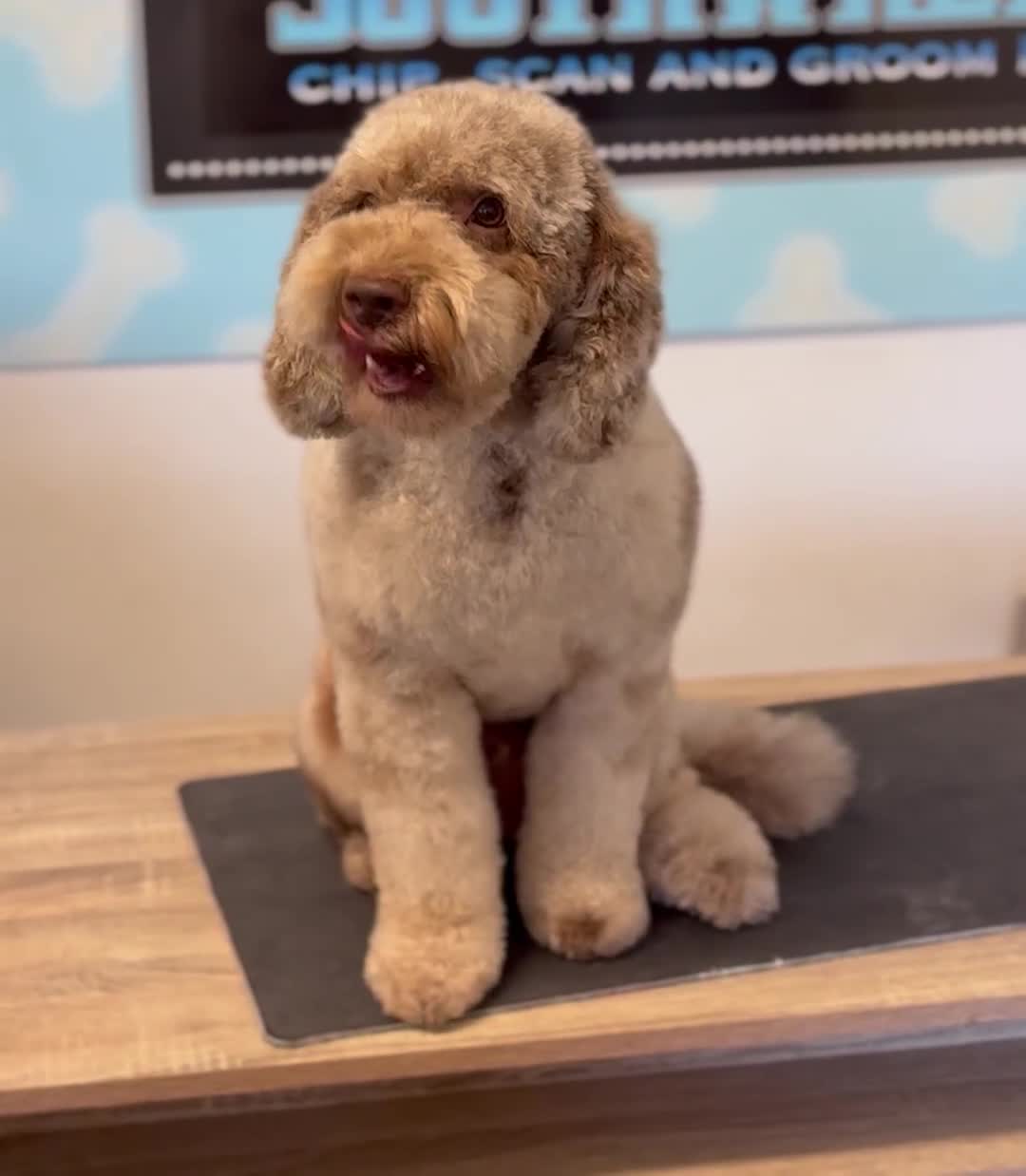 Cockapoo dogs for stud: Wreck it Ralph🍫 F1B - Video 2