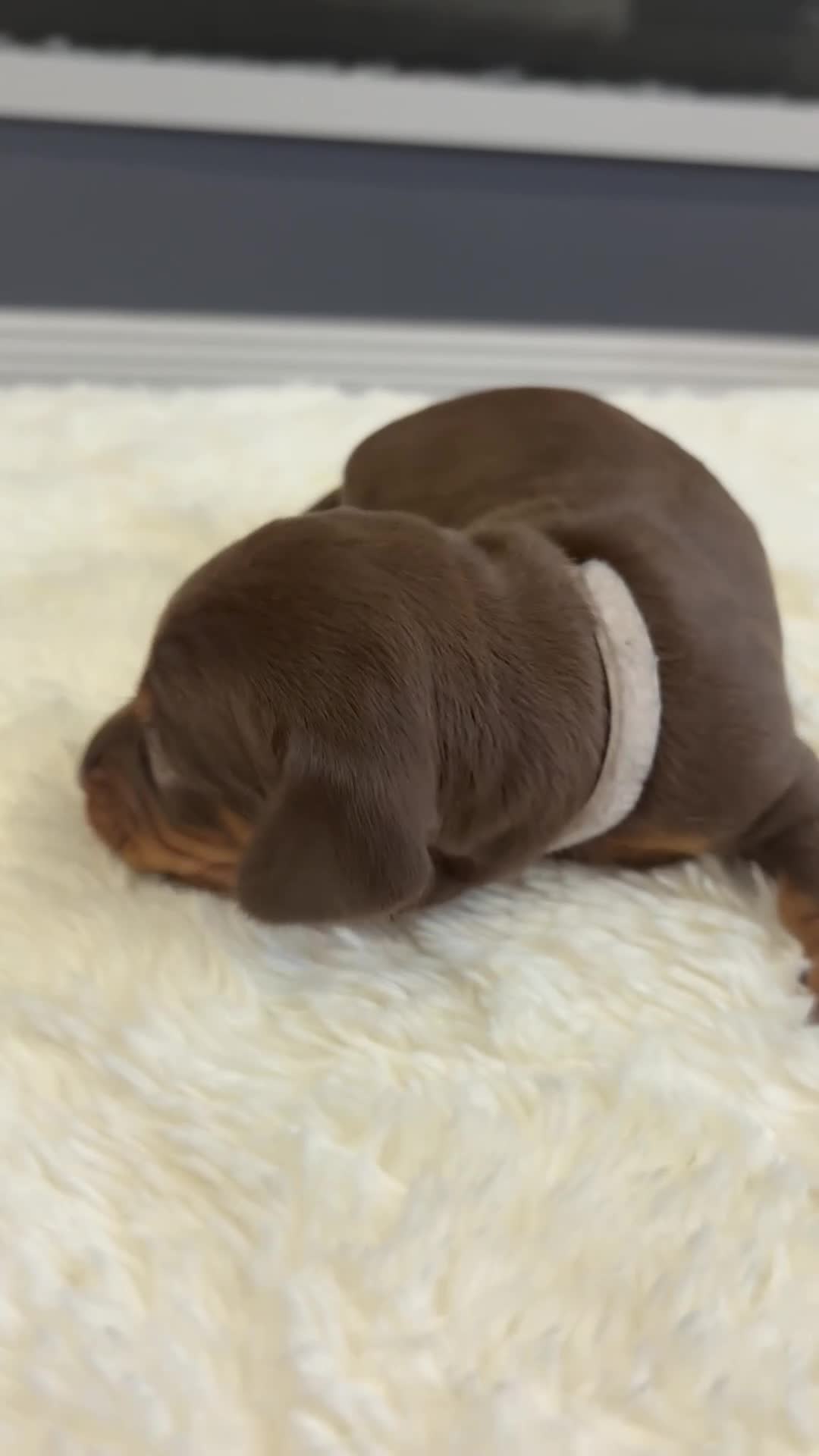 Dachshund dogs for sale: Beautiful litter of dachshund puppies … ONE  LEFT  - Video 1