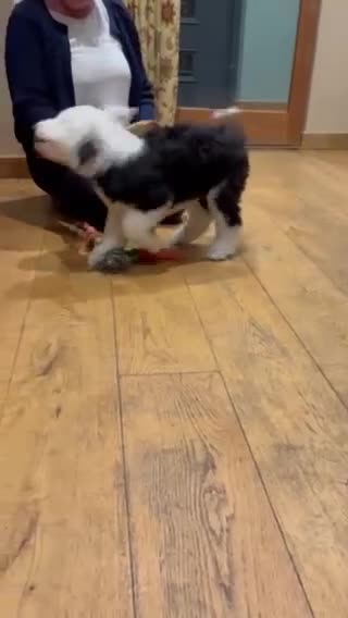 Old English Sheepdog dogs for sale: Kennel Club Registered Old English Sheepdog Pups - Video 1