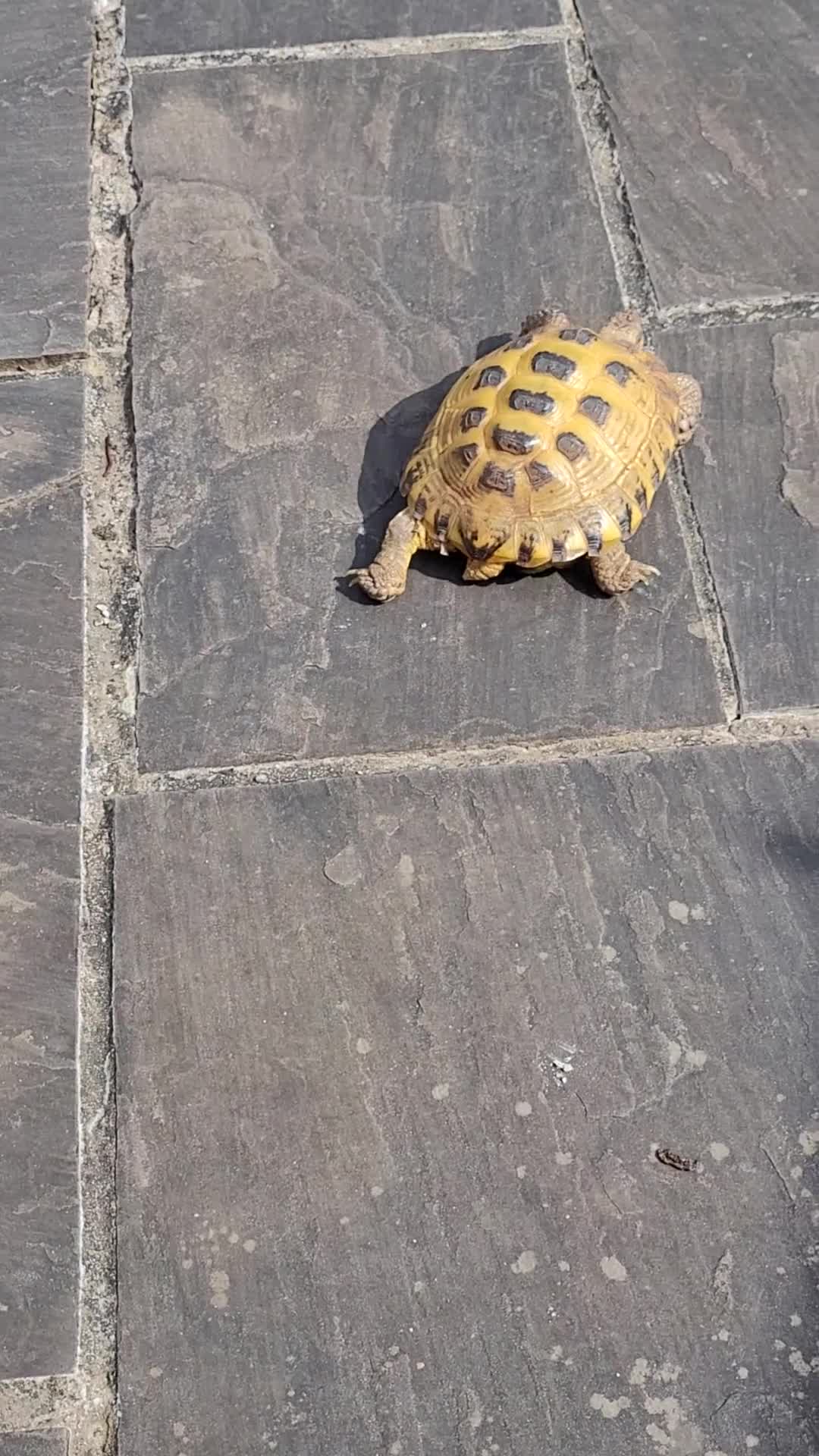 Tortoise reptiles for sale: Horsefield Tortoise - Video 1