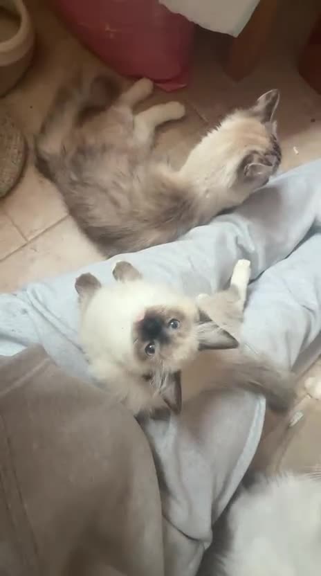 Ragdoll cats for sale: GCCF Registered Kittens - Video 4