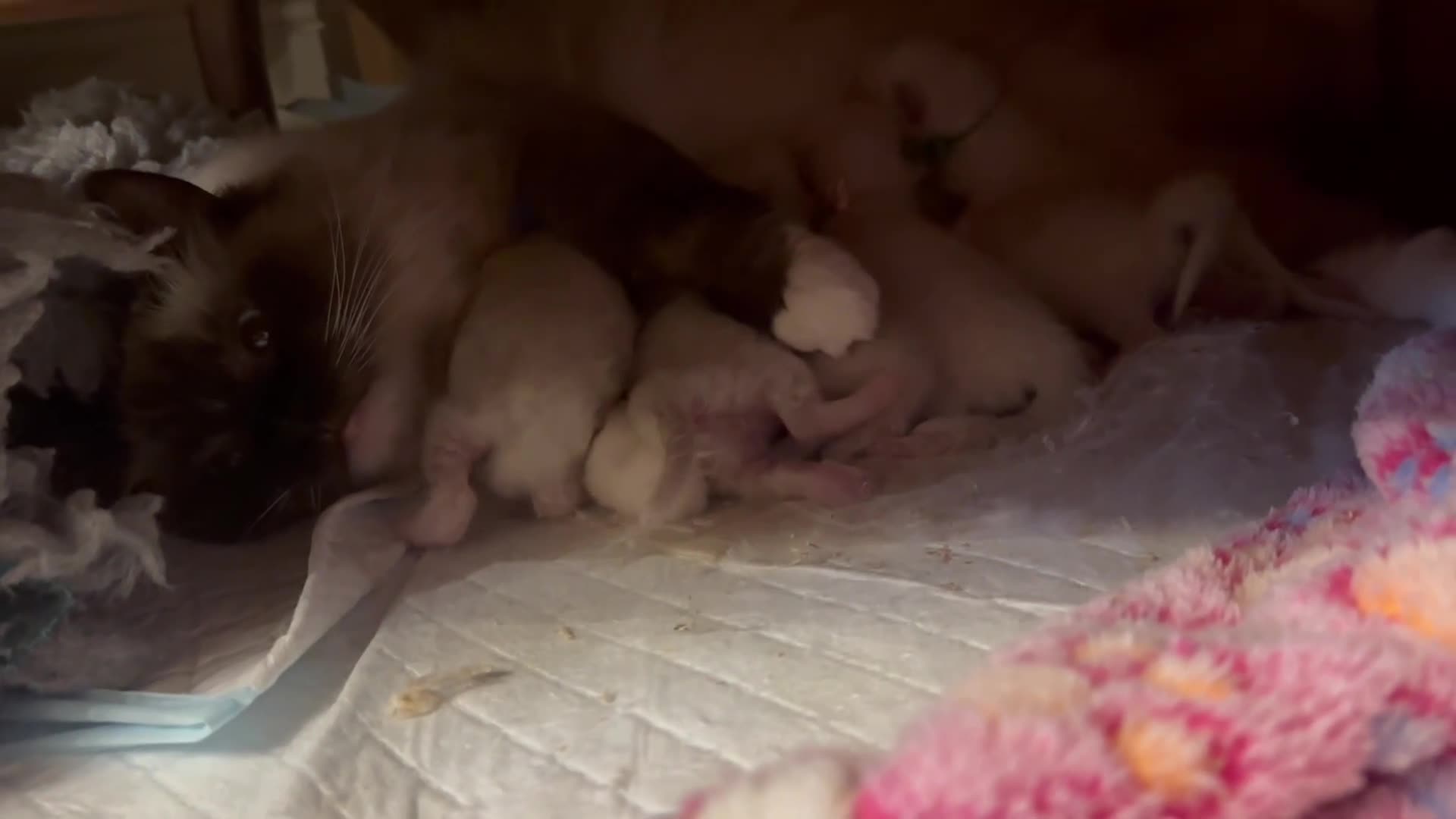 Ragdoll cats for sale: Champion TICA registered Ragdoll Kittens  - Video 1