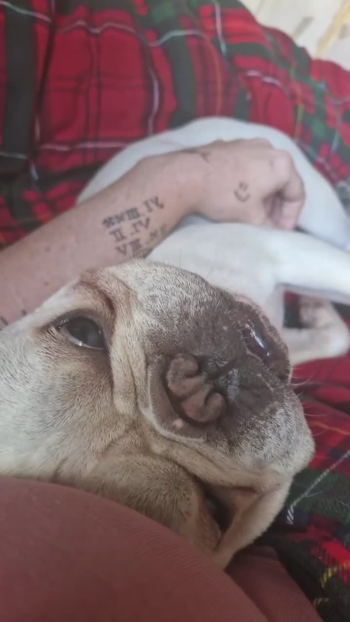 French Bulldog dogs for sale: Male french bulldog - Video 1