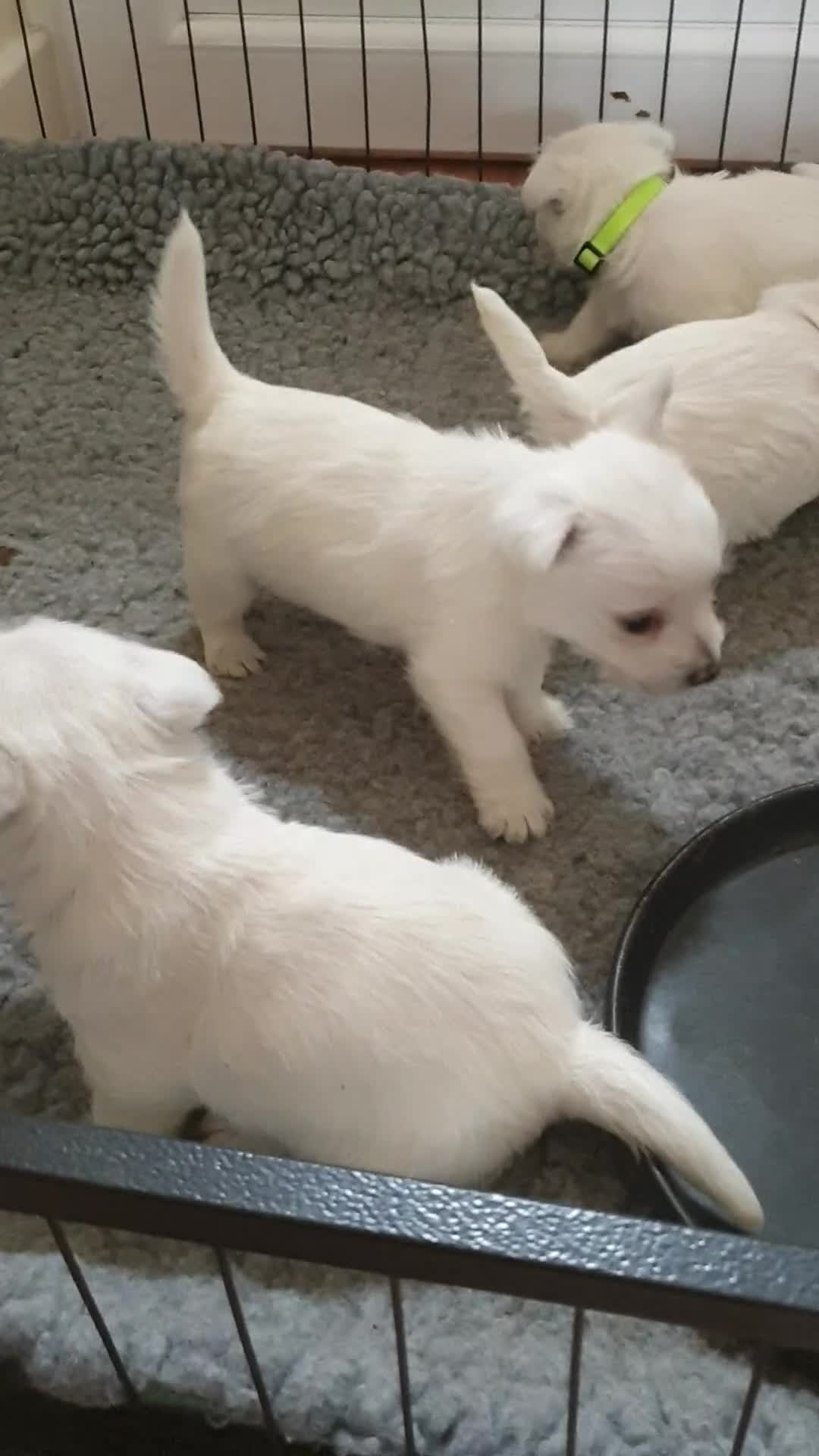 West Highland Terrier dogs for sale: FifeWesties  - Video 1