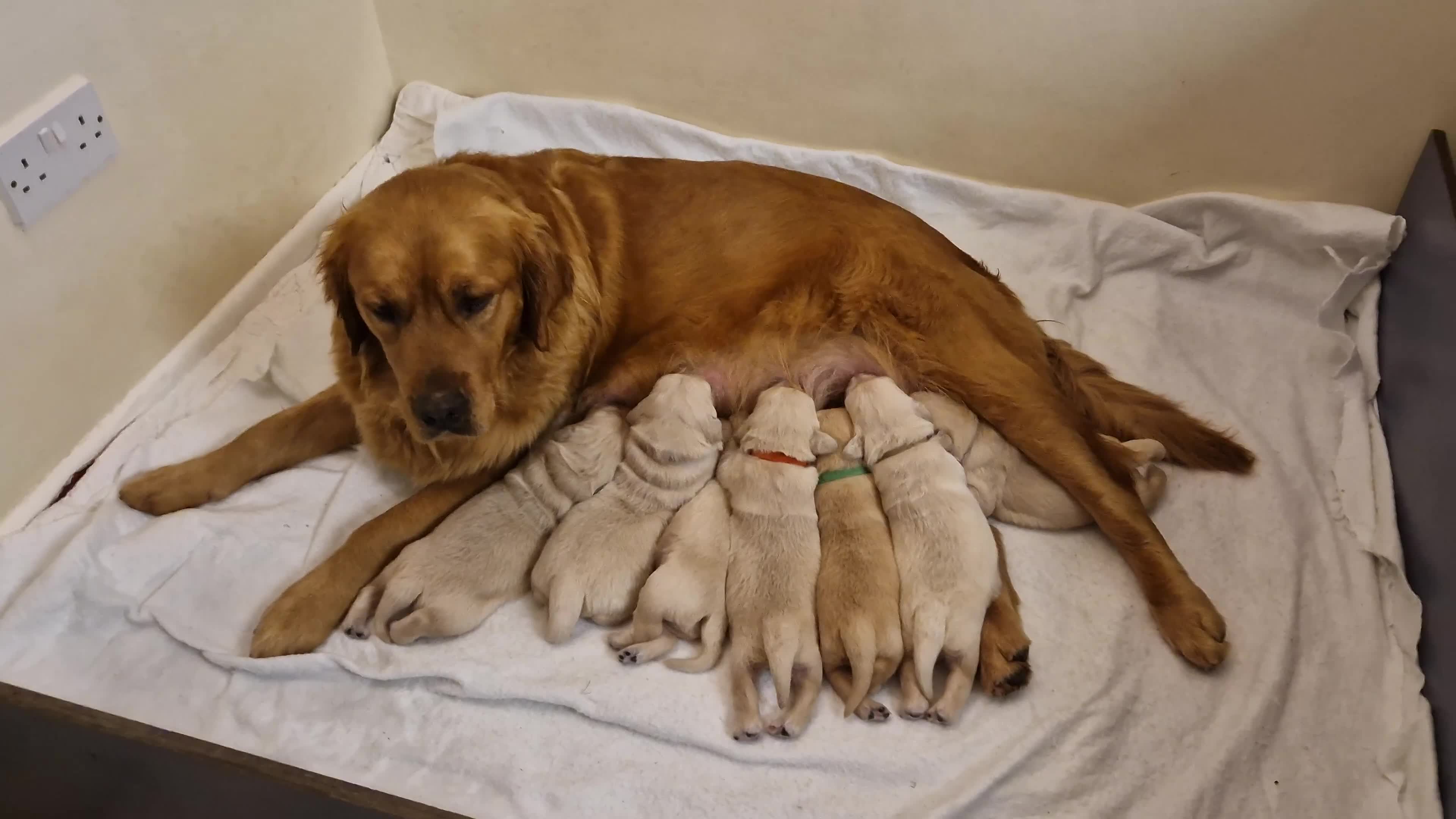 Golden Retriever dogs for sale: Golden retrievers Northern Ireland  - Video 1