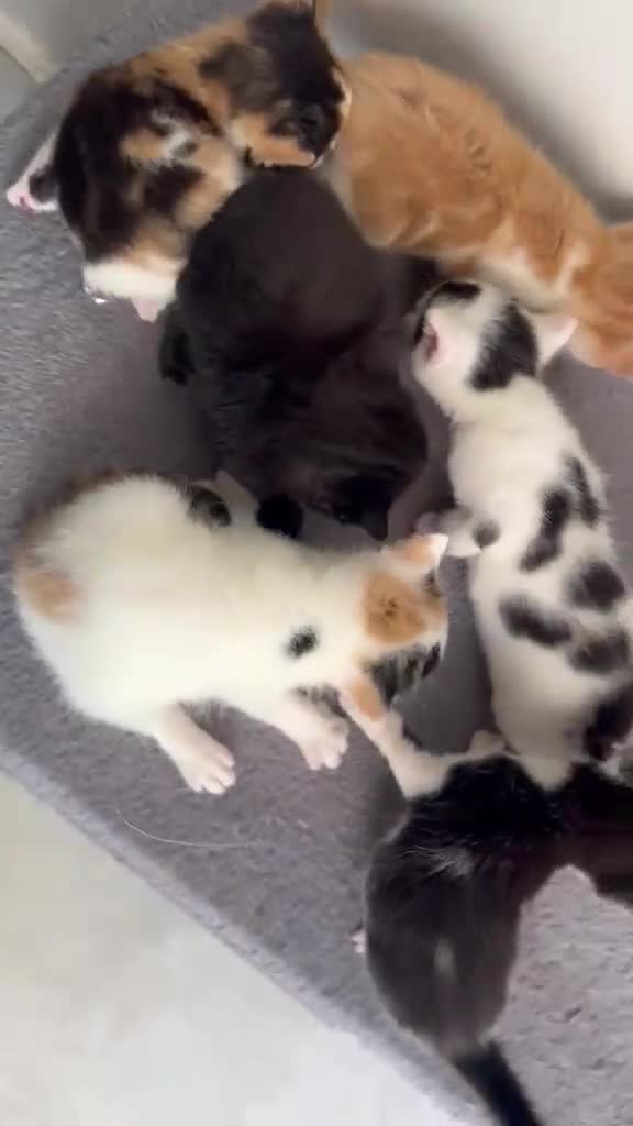 British Shorthair cats for sale: Kittens in Manchester - Video 1