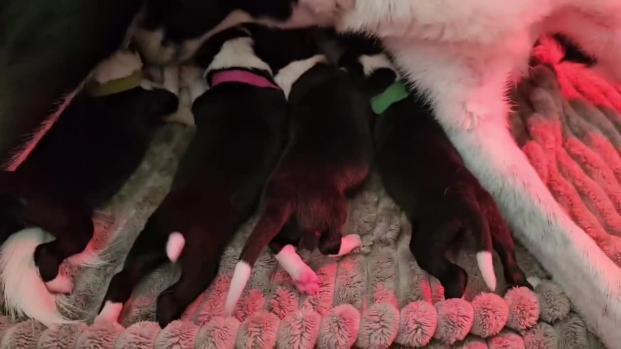 Border Collie dogs for sale: Border Collie Puppies - Video 2