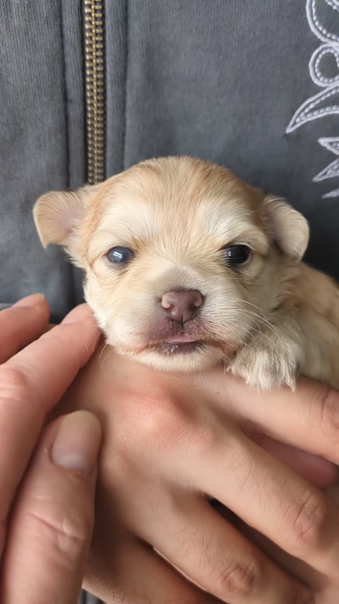 Chihuahua dogs for sale: Longhaired pedigree chihuahuas - Video 1