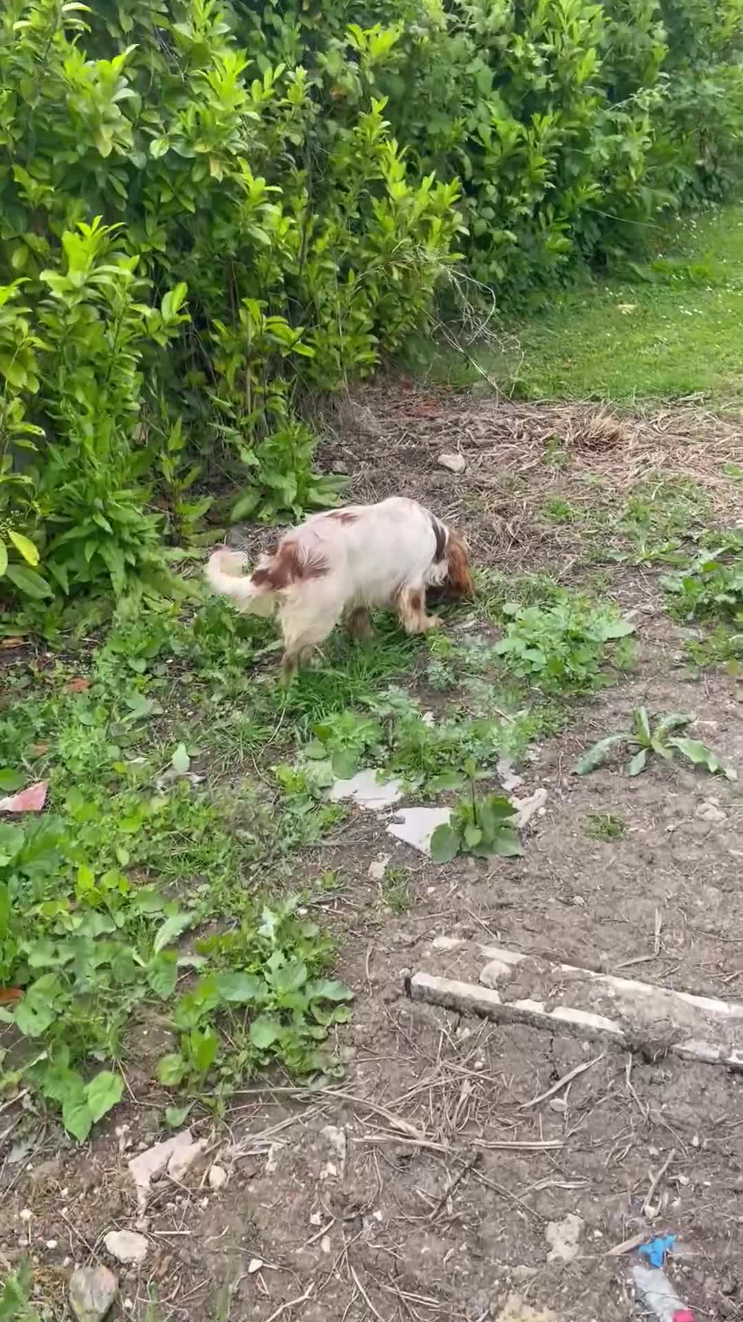 Cocker Spaniel dogs for stud: Stud dog cocker spaniel orange roan  - Video 1