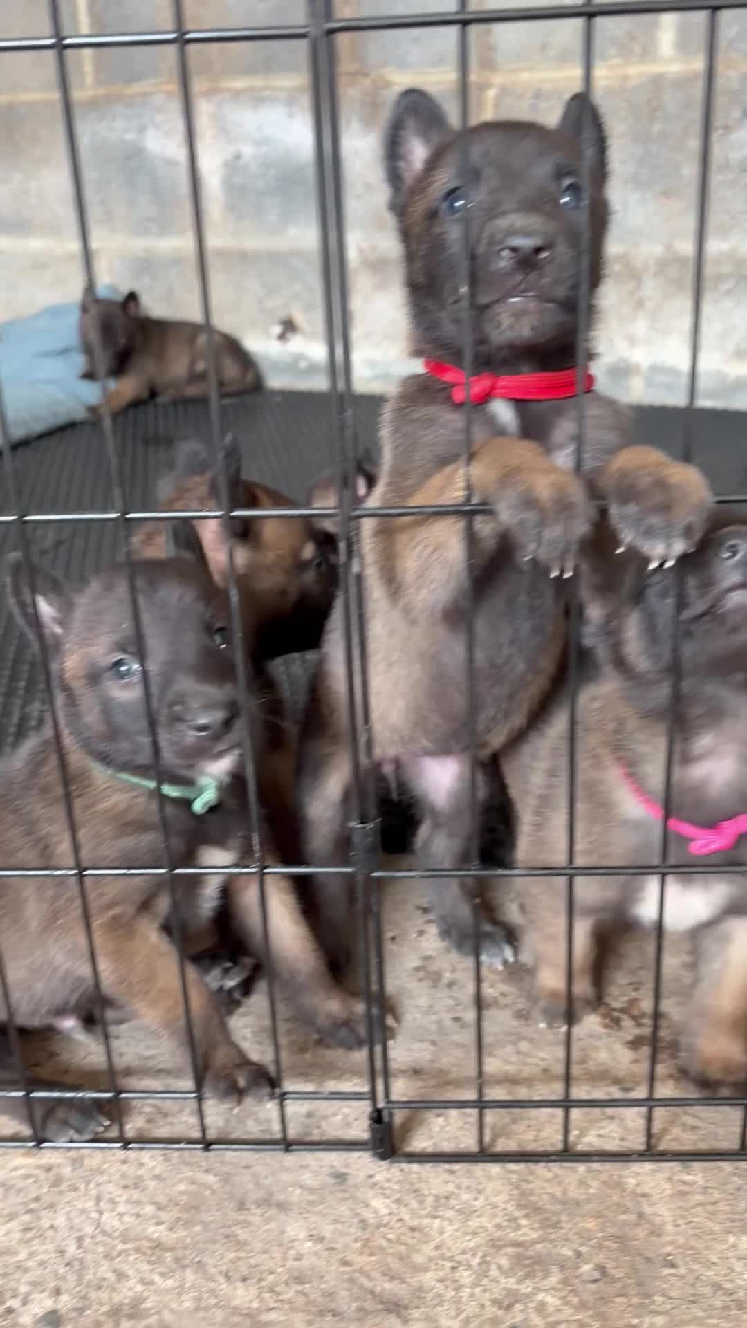 Belgian Shepherd Dog dogs for sale: Mali puppies  in Bishop Auckland - Video 1