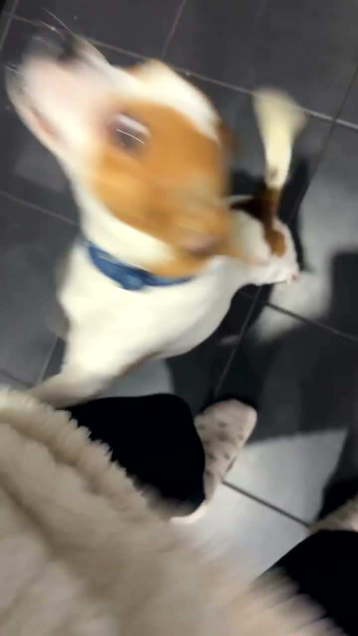 Mixed Breed dogs for sale: Chico  - Video 2