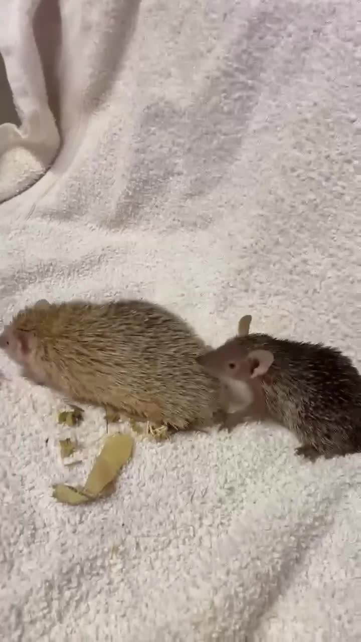 Pygmy Hedgehog rodents for sale: Lesser Tenrecs Pairs - Video 1