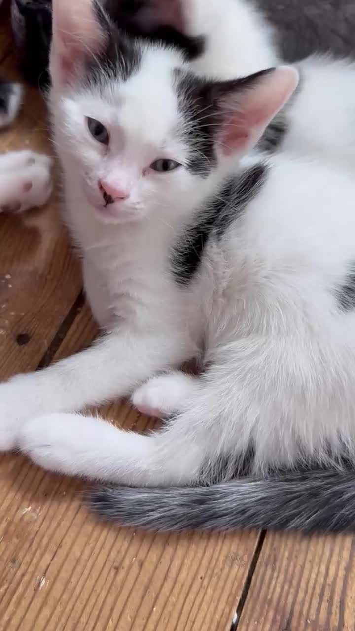 Mixed Breed cats for sale: Kittens for sale in Hinckley - Video 1