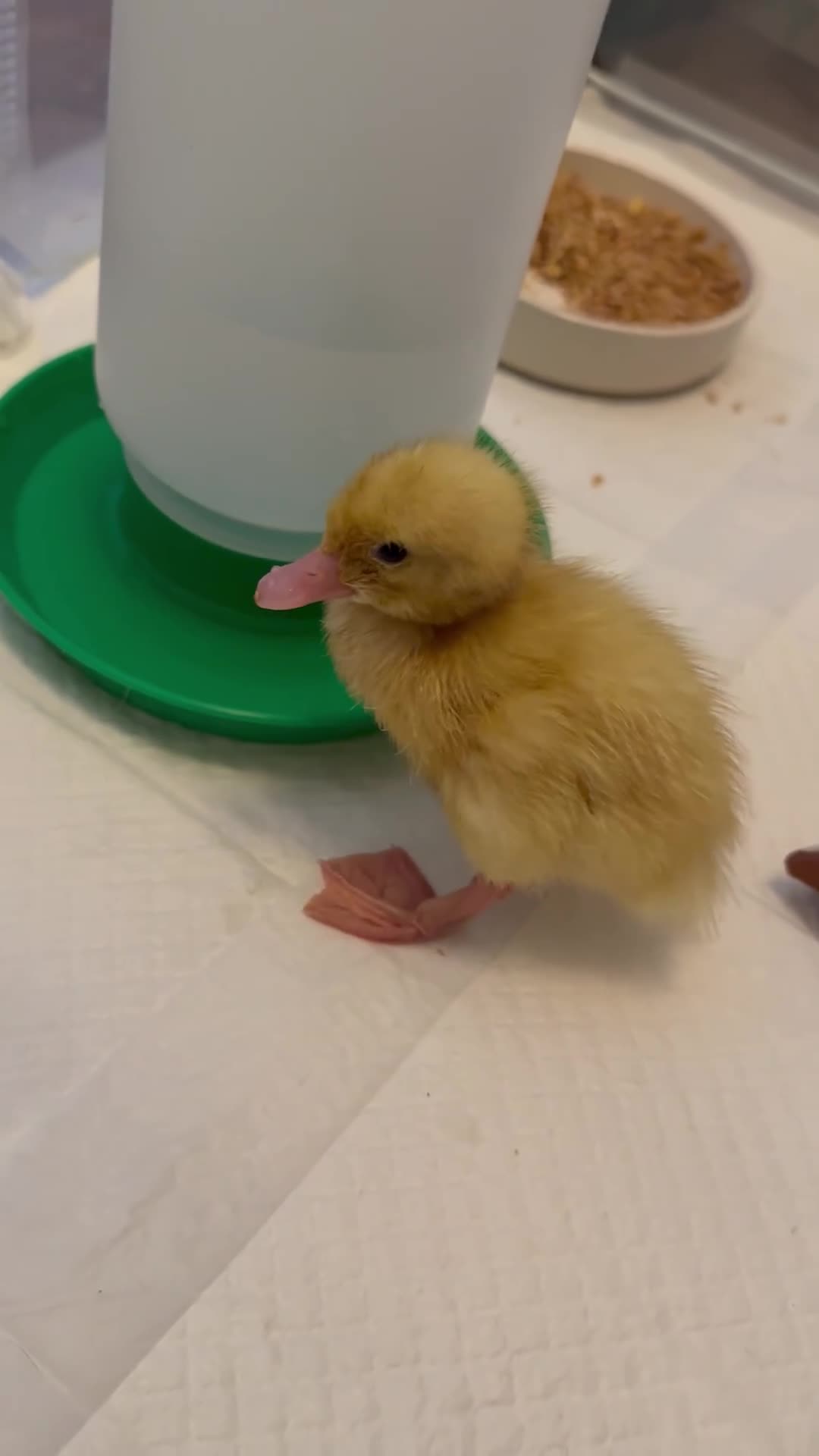 Ducks poultry for sale: Fertilised Duck Eggs in Rochester - Video 1