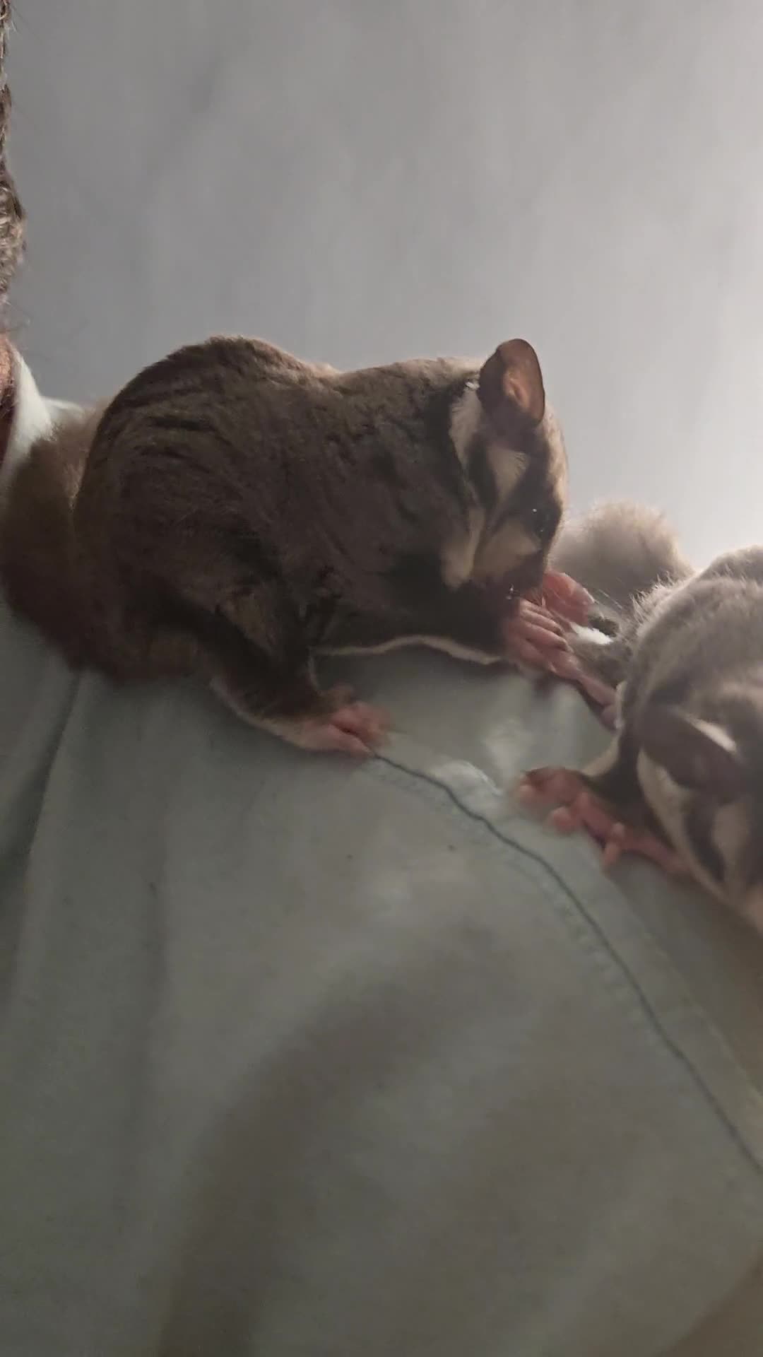 Sugar Glider rodents for sale: Sugar gliders - Video 1