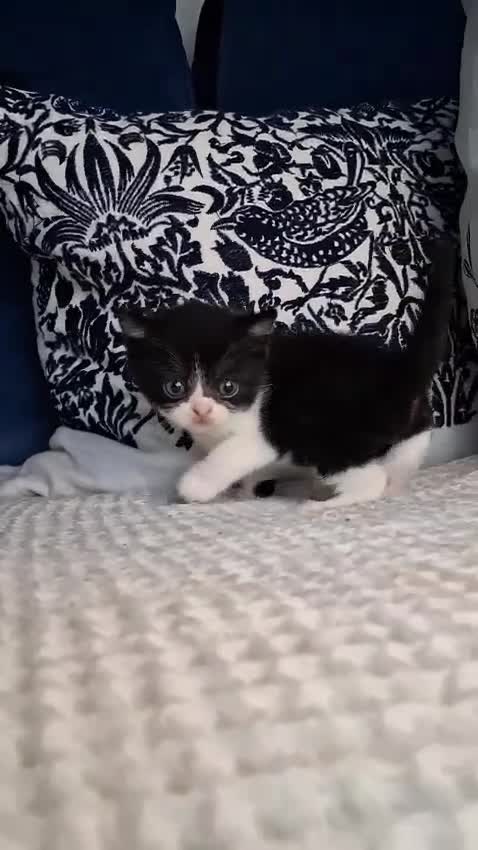 British Shorthair cats for sale: Beautiful British short hair kittens - Video 3