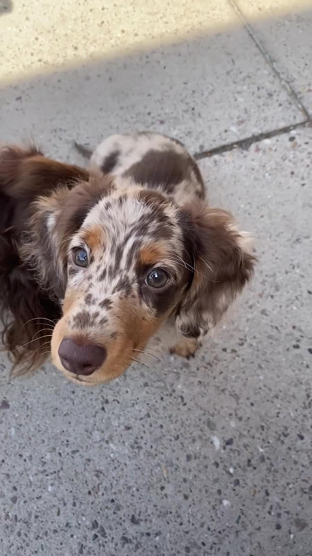 Miniature Dachshund dogs for sale: Miniature long haired dachund - Video 1