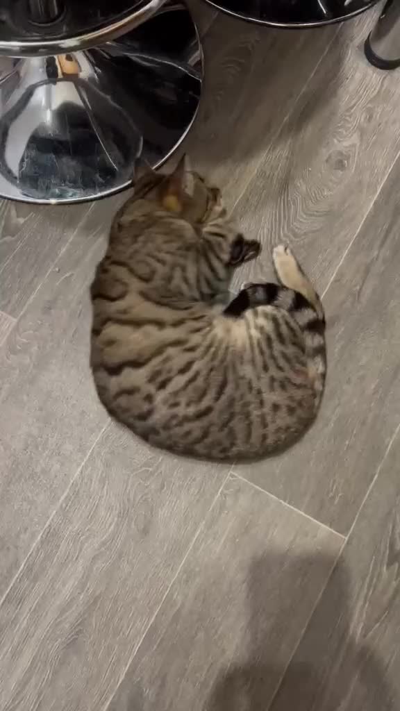 Bengal cats for adoption: Part Bengal Leo looking for a home - Video 2