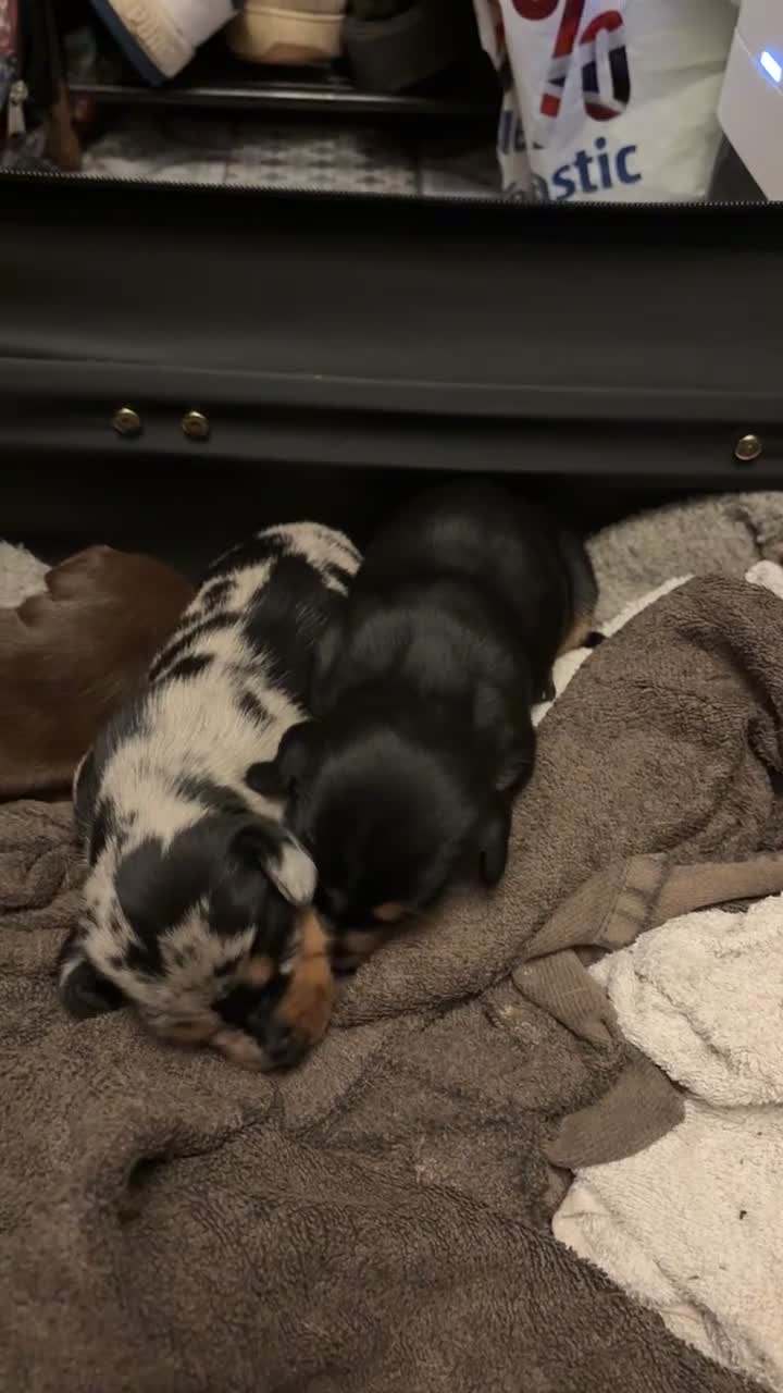 Miniature Dachshund dogs for sale: Miniature dachshund puppies  - Video 1