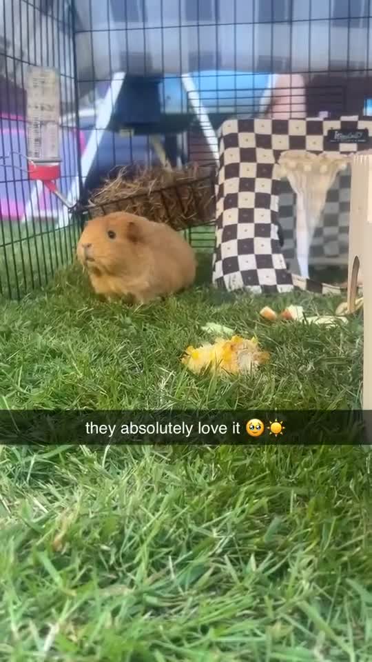 Guinea Pig rodents for sale: 2 Beautiful Guinea pigs  - Video 2
