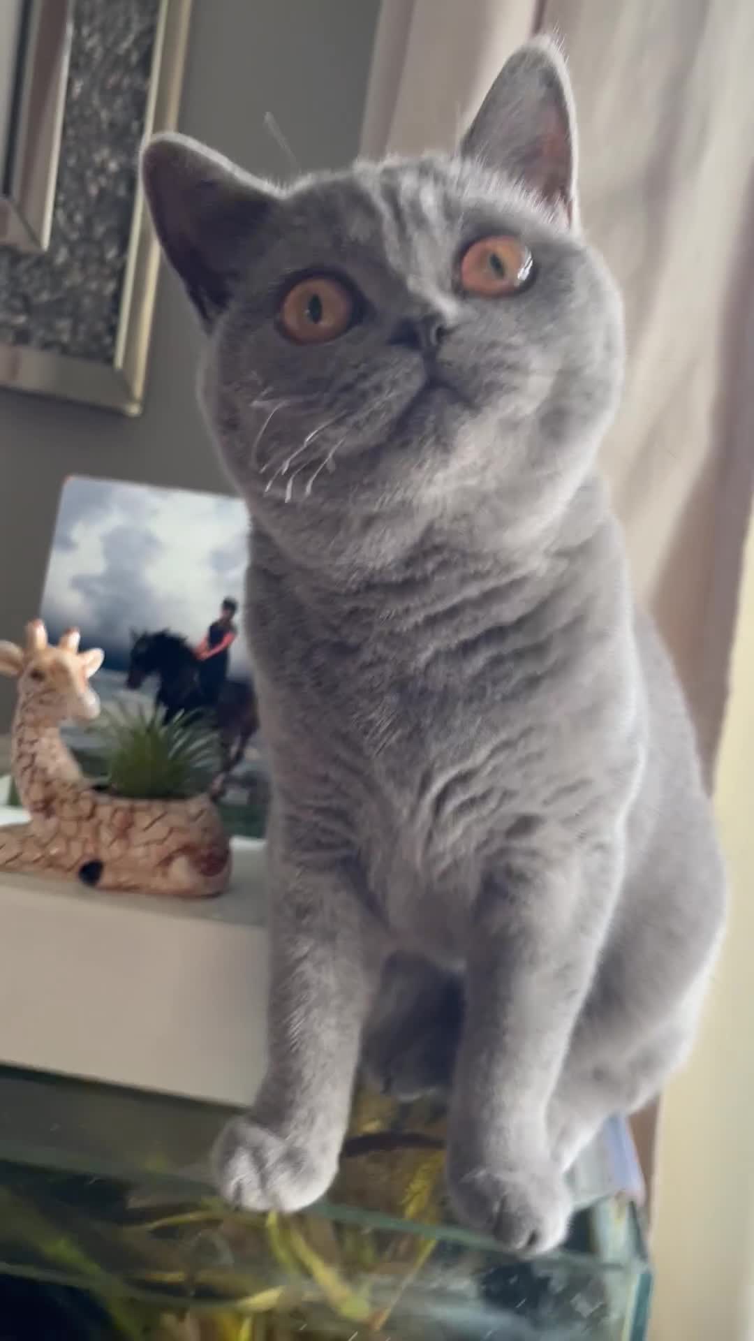 British Shorthair cats for sale: Beautiful Silver Tabby BSH  - Video 1