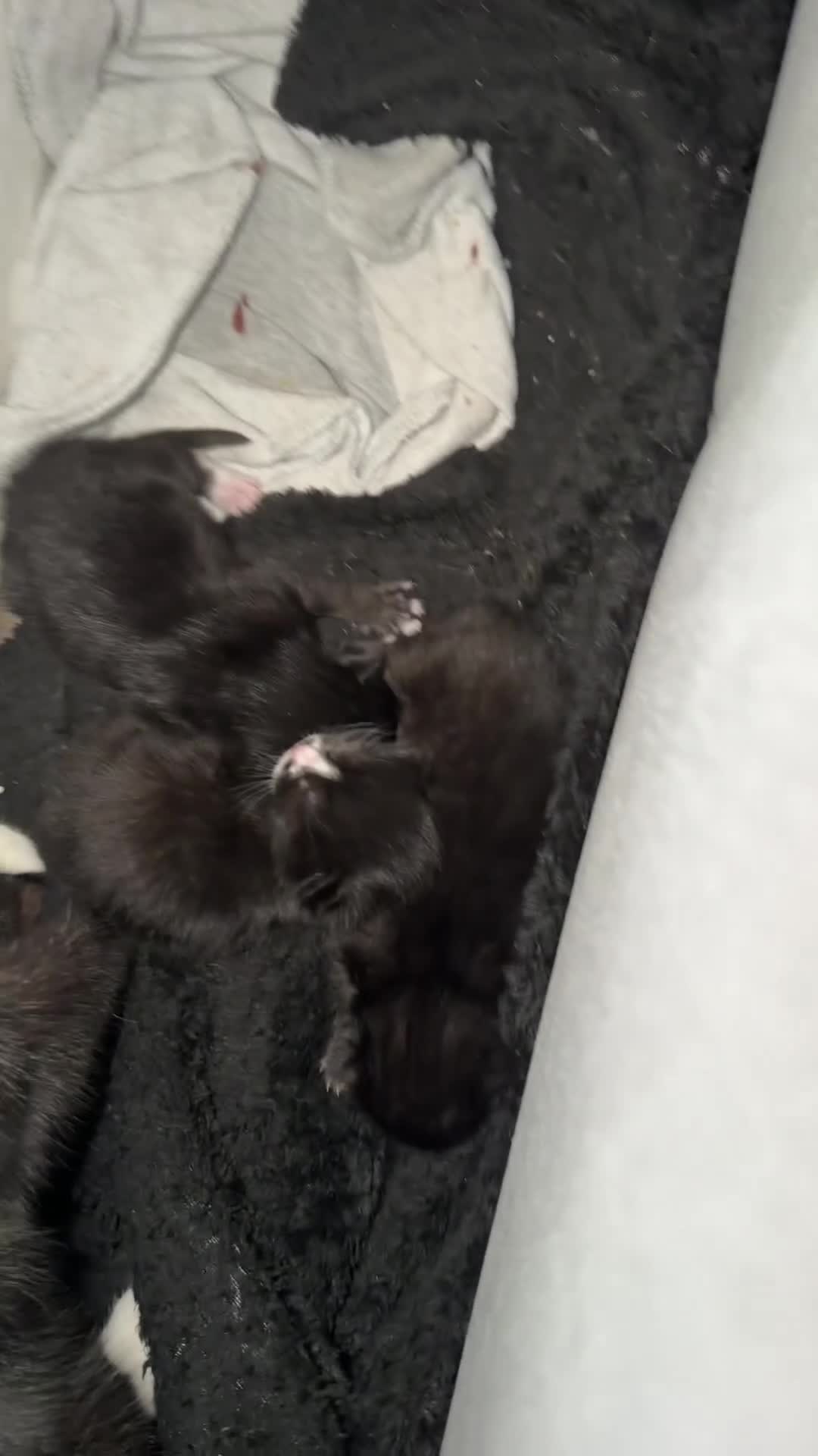 Domestic Shorthair cats for sale: 3 baby kittens ready for  **  eve - Video 5