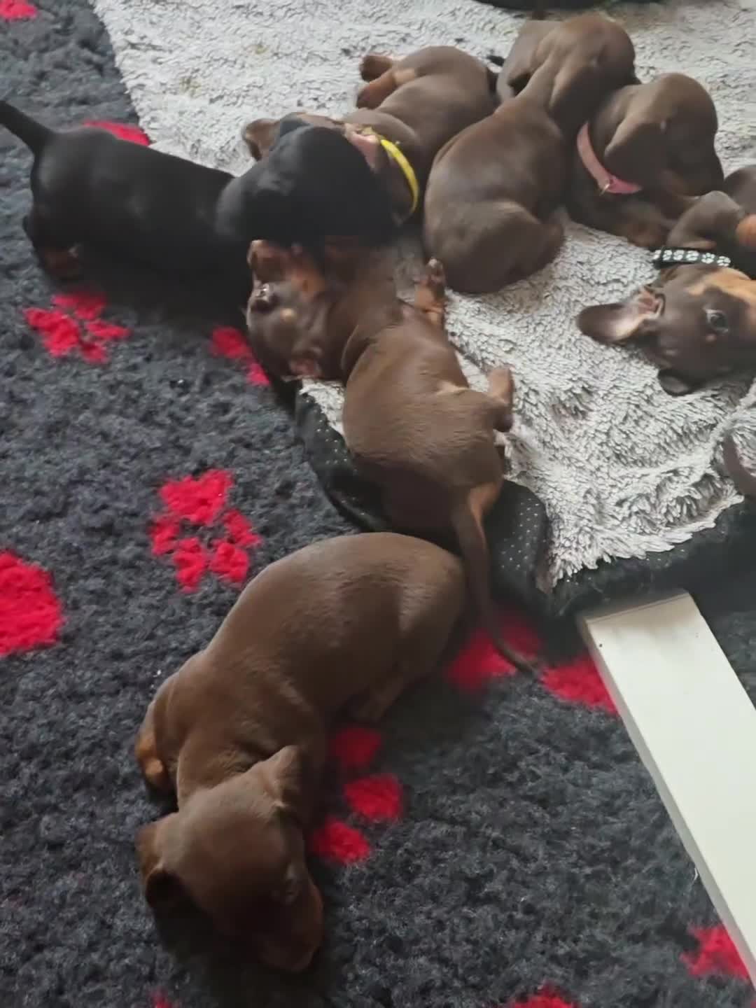 Miniature Dachshund dogs for sale: Miniature Dachshund Puppy - Video 4