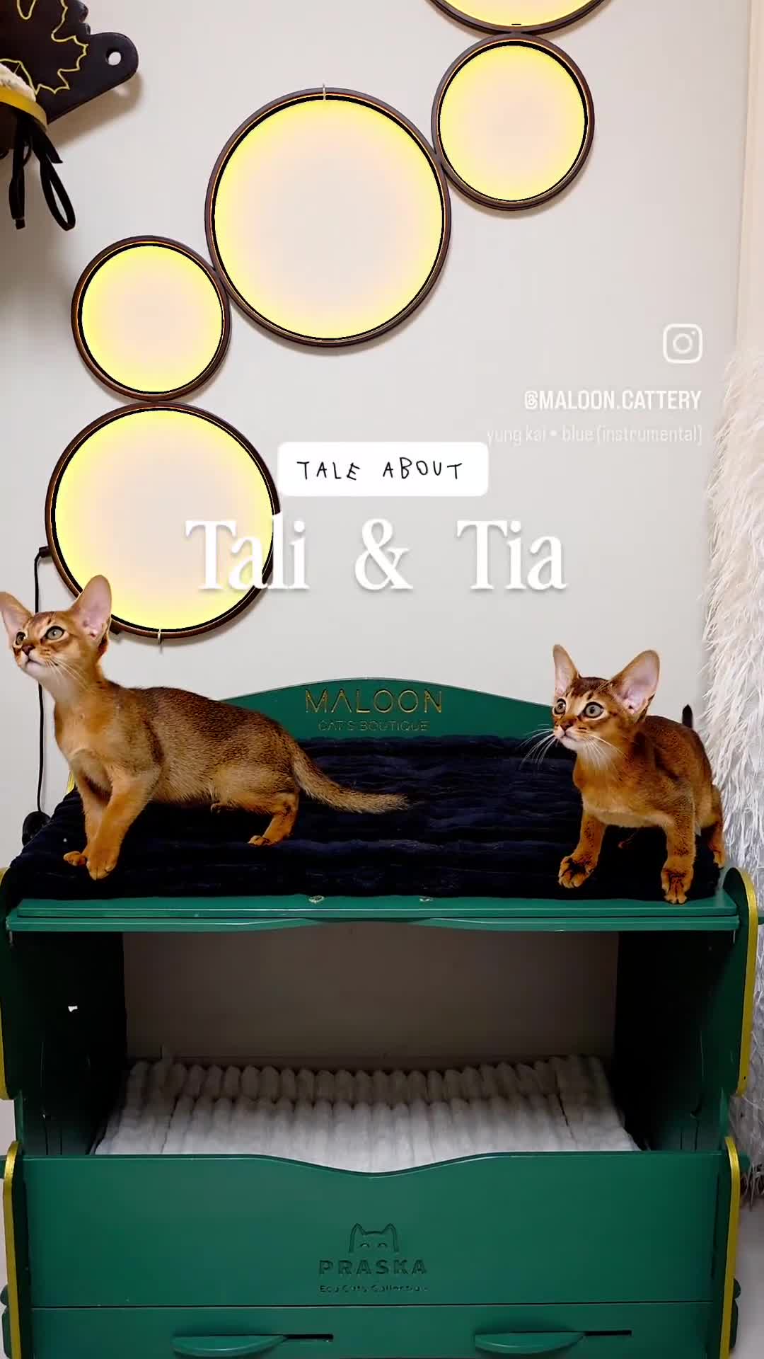 Abyssinian cats for sale: Premium Abyssinian kittens-TICA- Champion Pedigree - Video 1