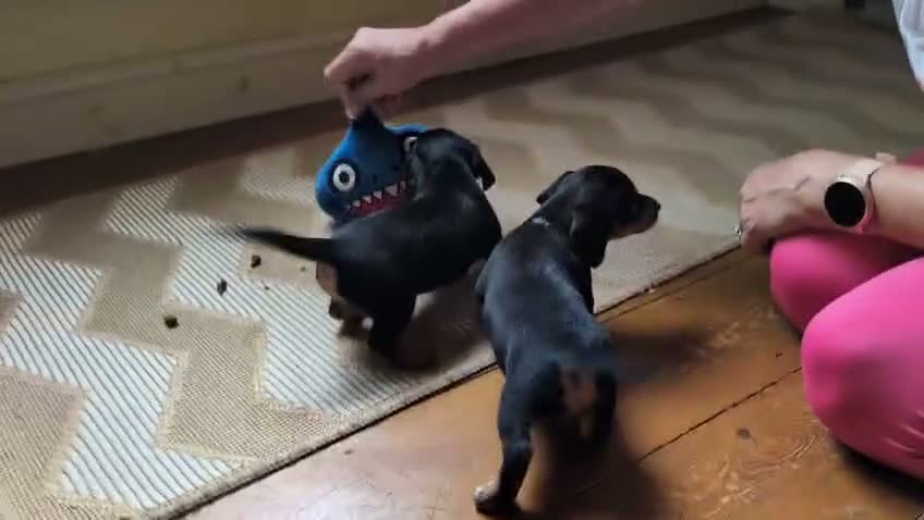Mixed Breed dogs for sale: Yorkshire terrier x jack x mini daxi - Video 1
