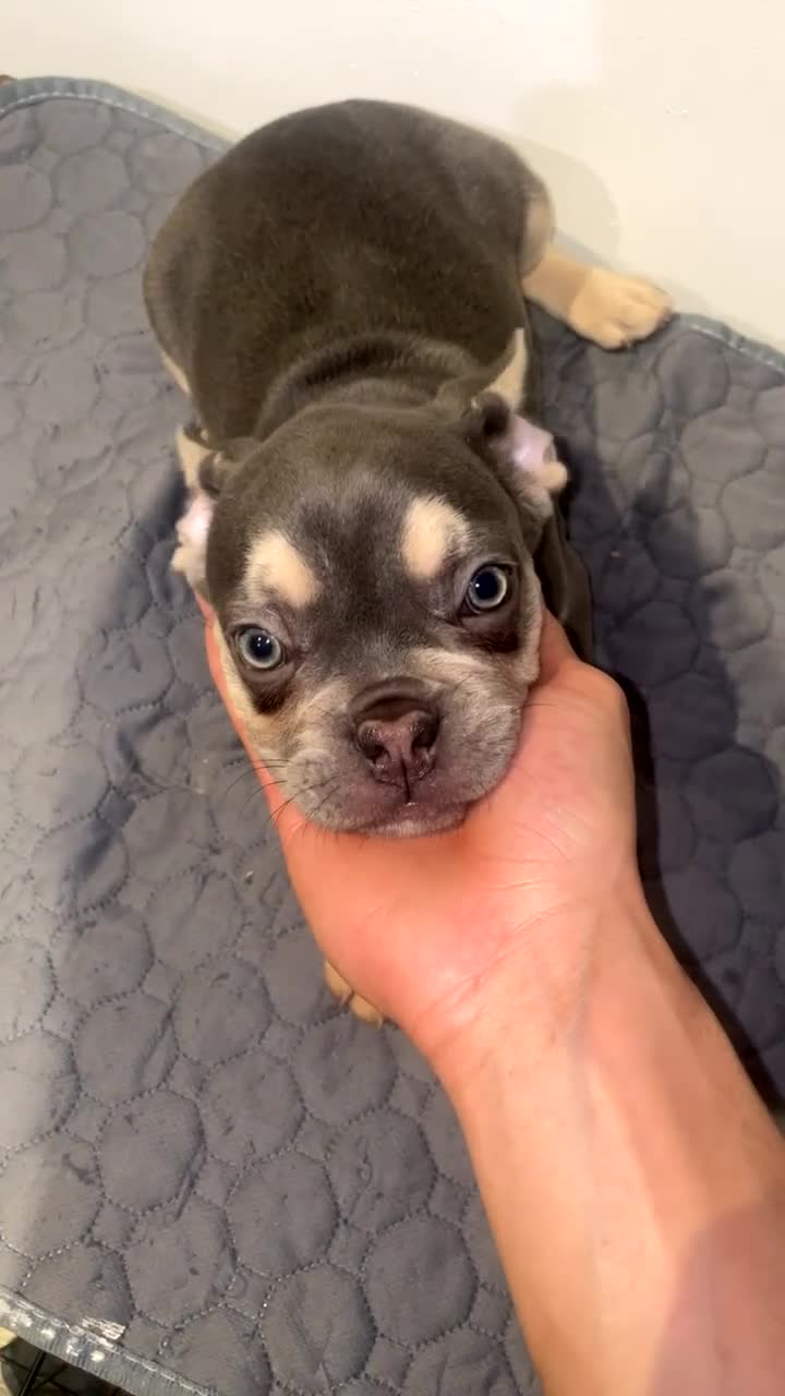 French Bulldog dogs for sale: The triplet boys  - Video 3