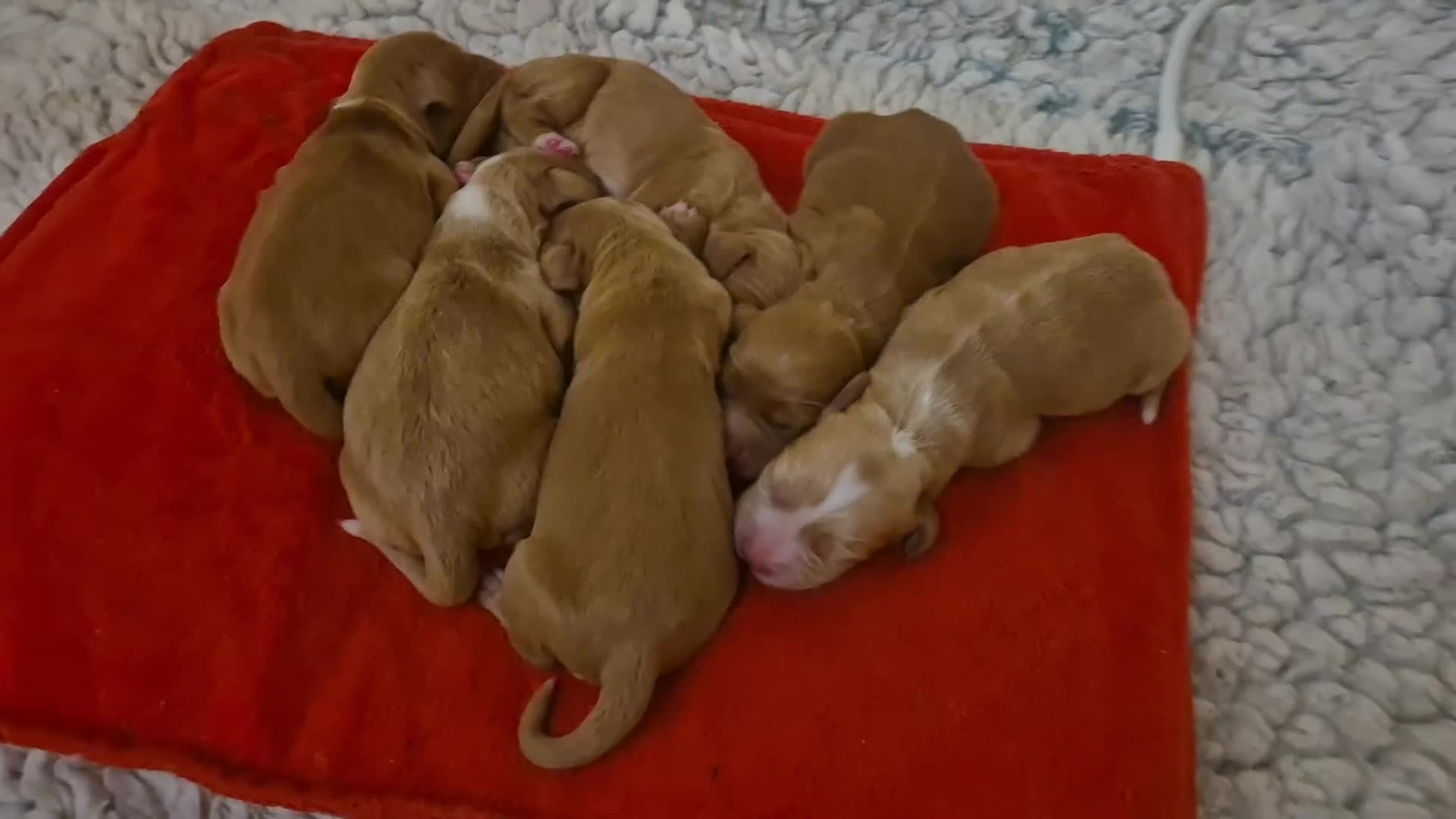 Cocker Spaniel dogs for sale: FTCH sired cocker pups top trial bloodlines - Video 1