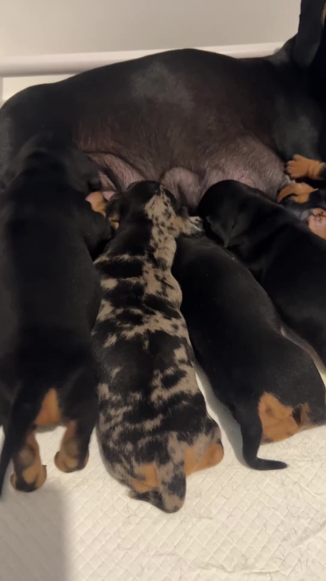 Dachshund dogs for sale: Beautiful Dachshund Puppies Ready to go 8th Nov  - Video 4
