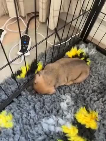 French Bulldog dogs for sale: 2Girls @ 2Boys French bulldogs  in Worksop - Video 2
