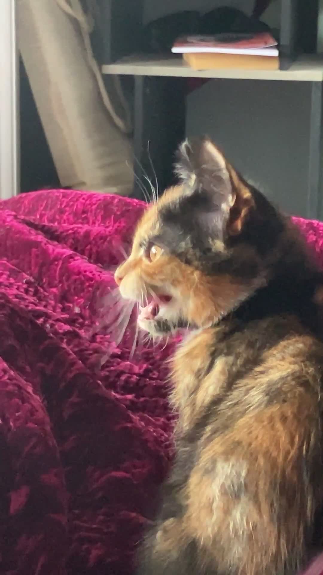 Mixed Breed cats for sale: Calico 13 week old kitten - Video 1