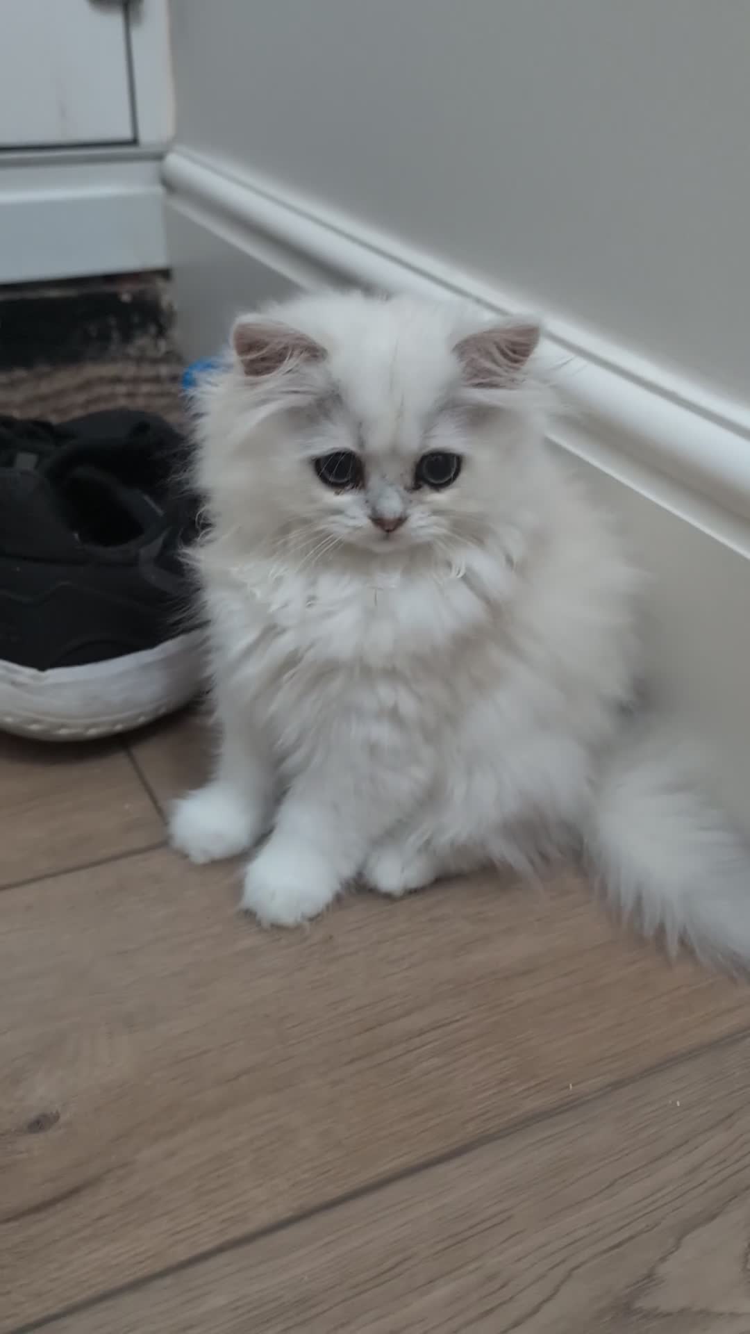 British Longhair cats for sale: TICA REGISTERED British longhair champion breed - Video 1
