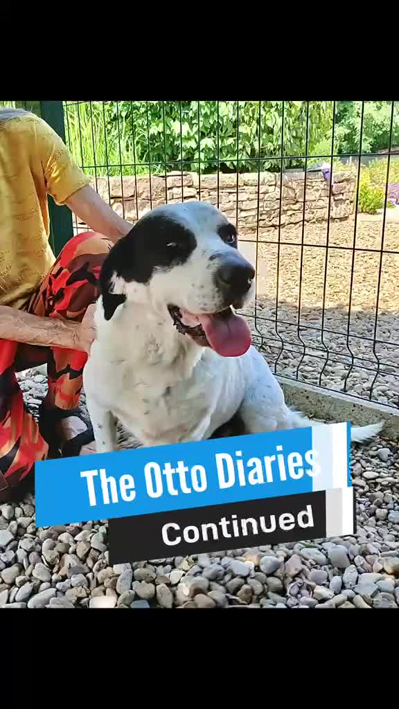 Mixed Breed dogs for adoption: Staffie wannabe OTTO, AVAILABLE FOR ADOPTION - Video 4